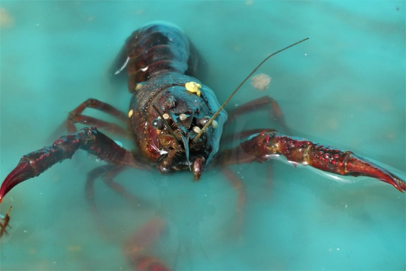 Seafood Feasts